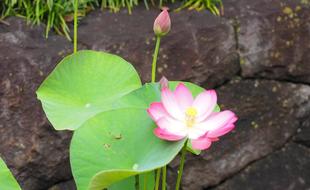 大賀ハスが開花しました