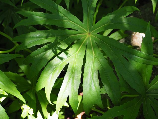 ヤブレガサ(葉).jpg