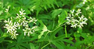 野草園で「ヤブレガサ」の花が咲いています