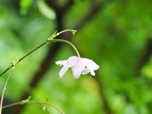 レンゲショウマが咲きました