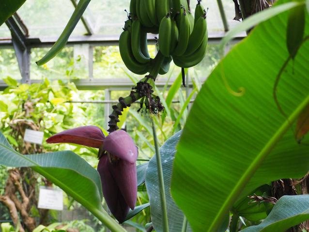 2025.7.18バナナ中性花3.jpg