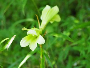  自然観察林でウバユリが開花しています