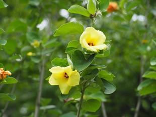 ハマボウの黄色い花がたくさん咲いています