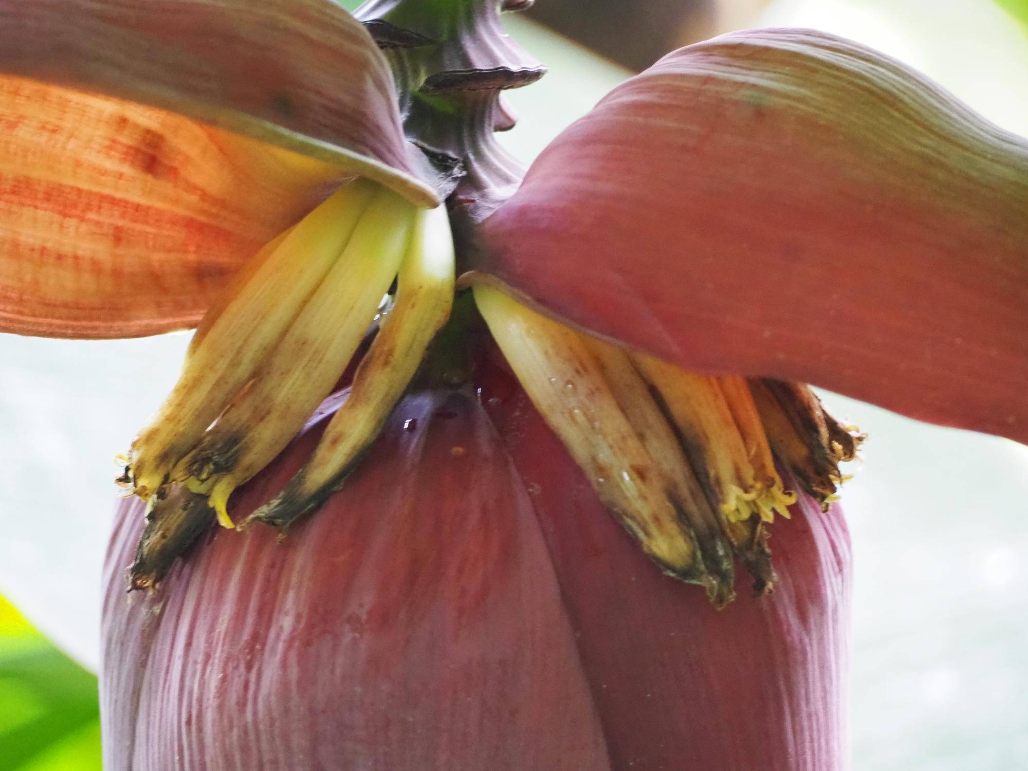 バナナの花が見られますの写真