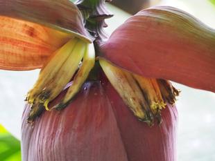 バナナの花が見られます