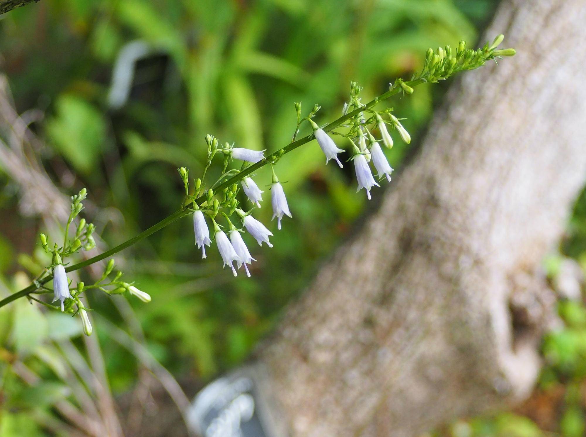 ツリガネニンジンの花が咲いていますの写真