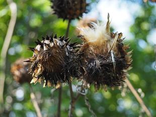 カルドンの綿毛が飛びはじめました
