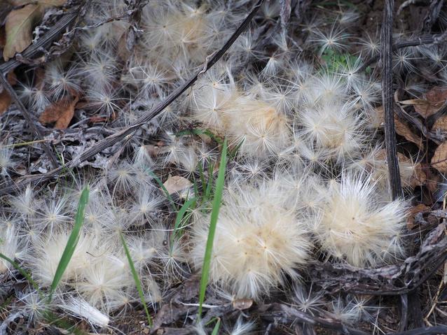 2025.8.14カルドン綿毛.jpg
