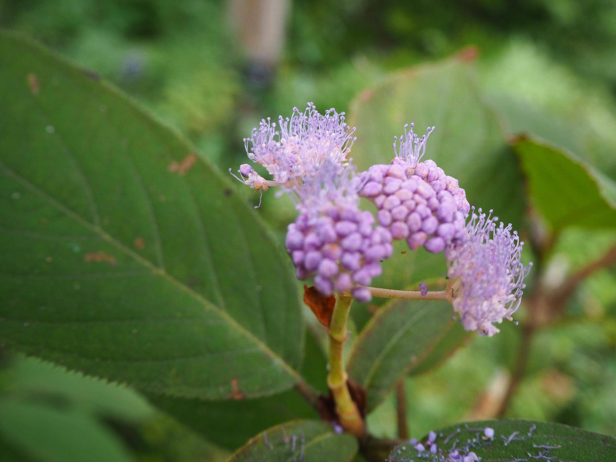 令和7年度「各種教室」のお知らせの写真