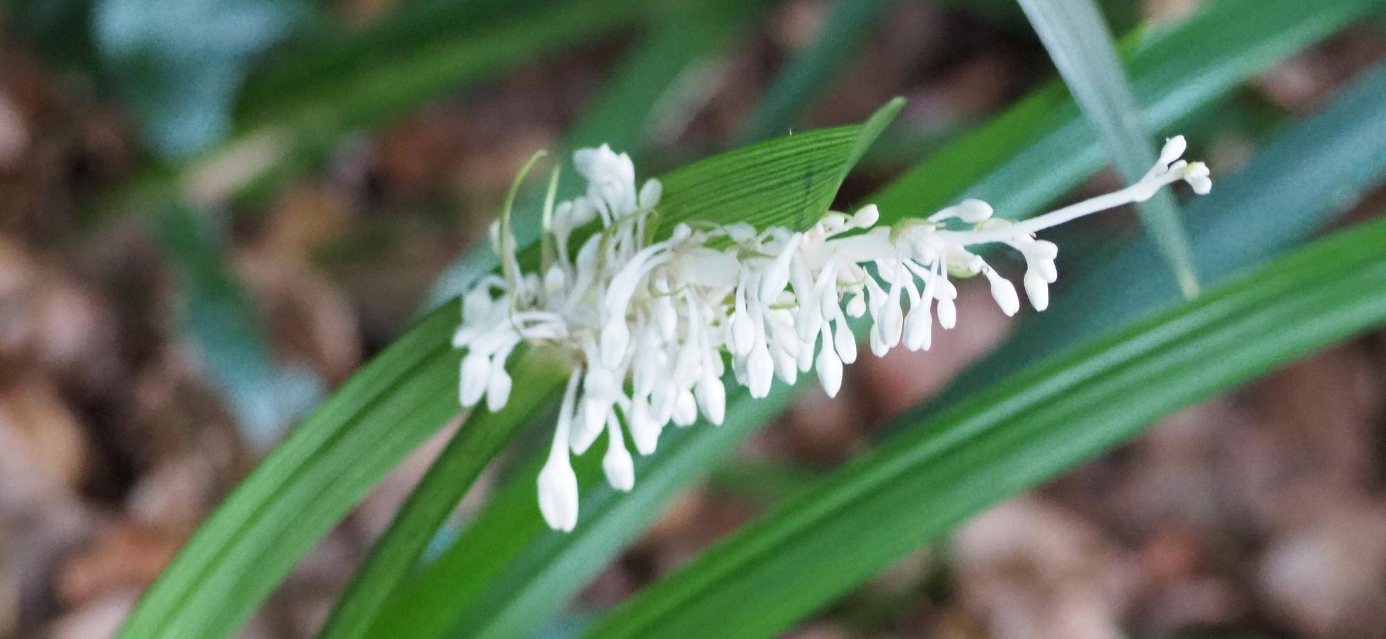 ノシランの白い花が咲いていますの写真