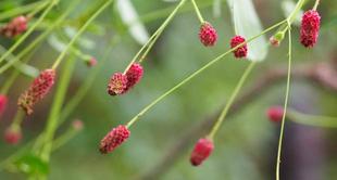 ワレモコウが咲いています