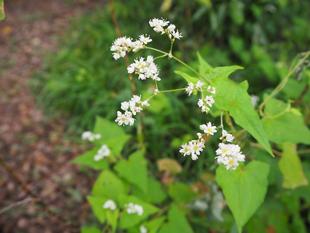  令和７年度「こどもの講座」のお知らせ