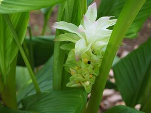 薬草園でウコンの花が見られます