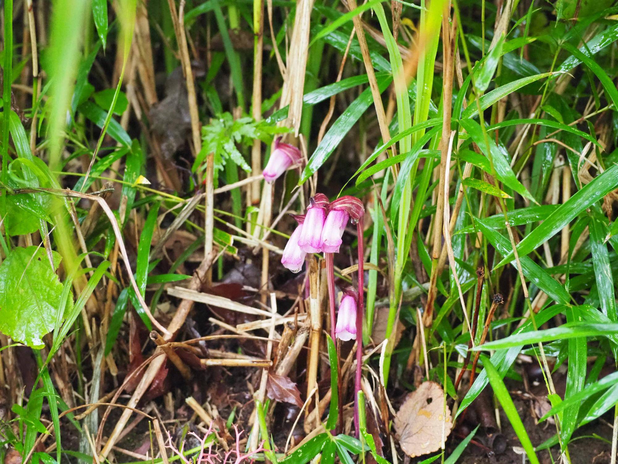 野草園のススキの根元でナンバンギセルが開花中ですの写真