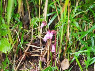 野草園のススキの根元でナンバンギセルが開花中です