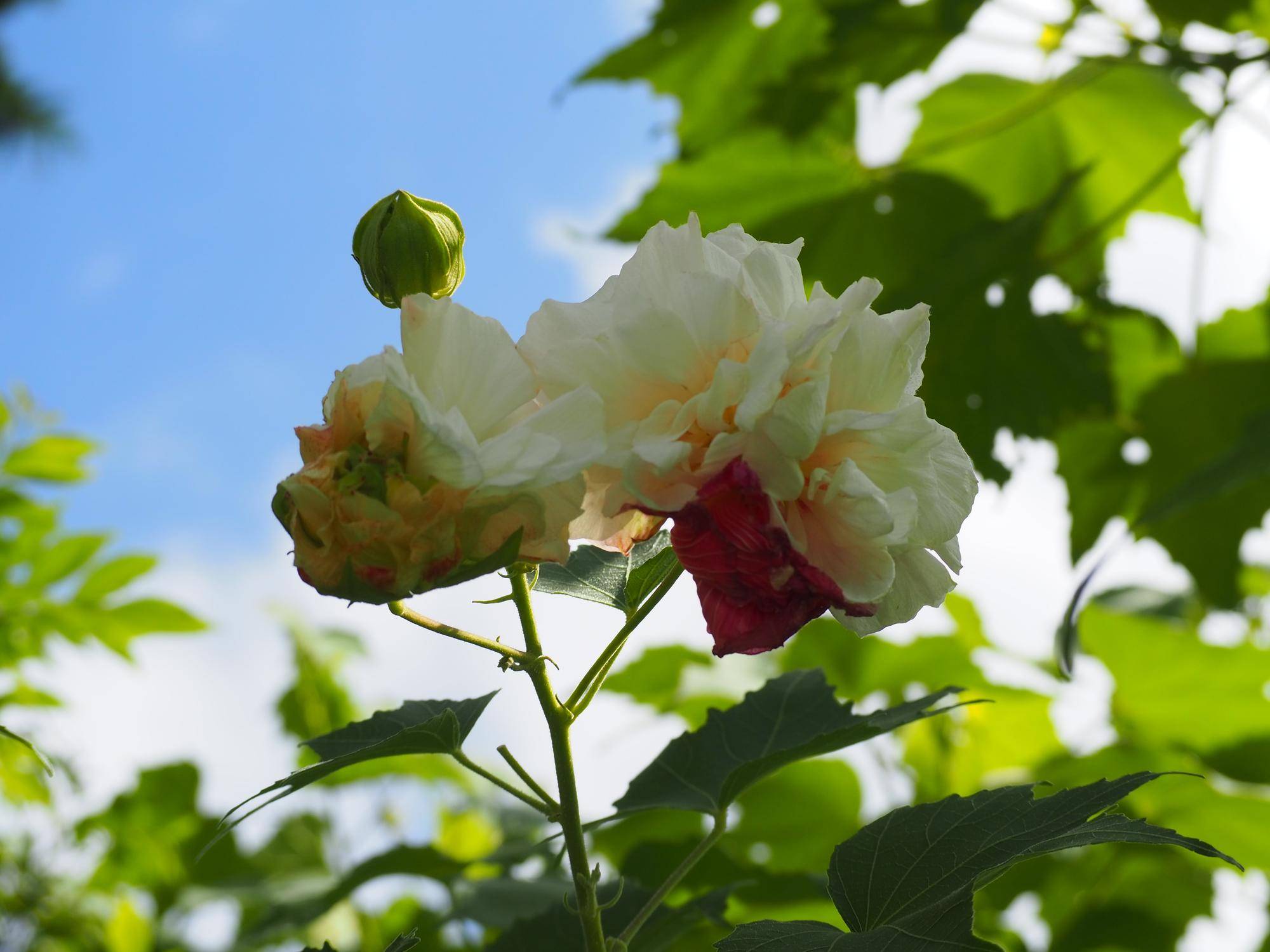 スイフヨウの花が咲いていますの写真