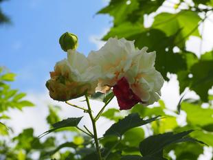 スイフヨウの花が咲いています