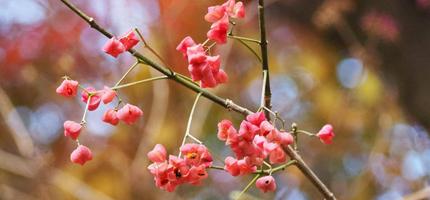  令和７年度「こどもの講座」のお知らせの画像