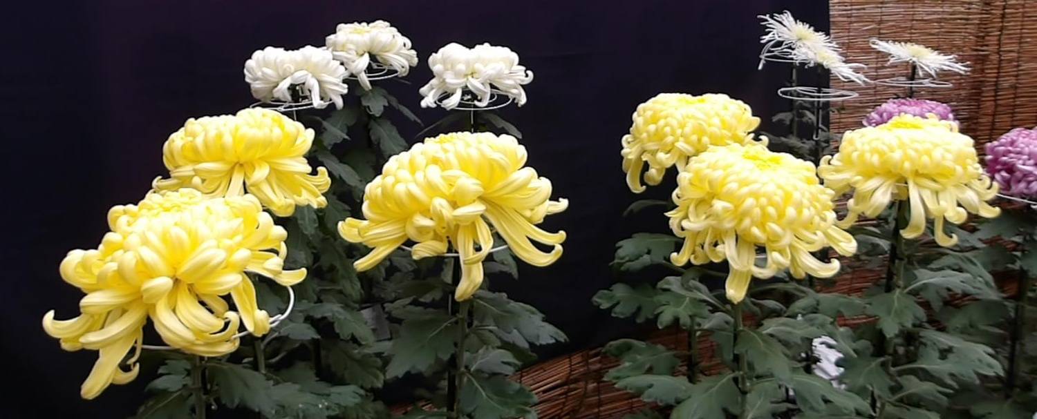  菊花展開催についての写真