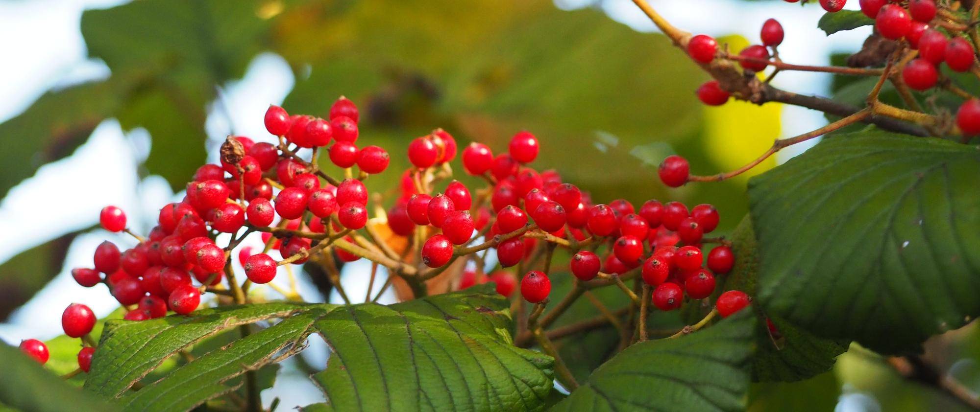 令和7年度 「ガーデニング教室」のお知らせの写真