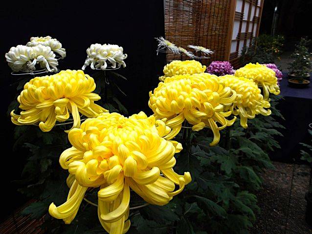 kiku2_251109.jpg