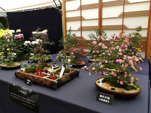 kiku1_251109.jpg