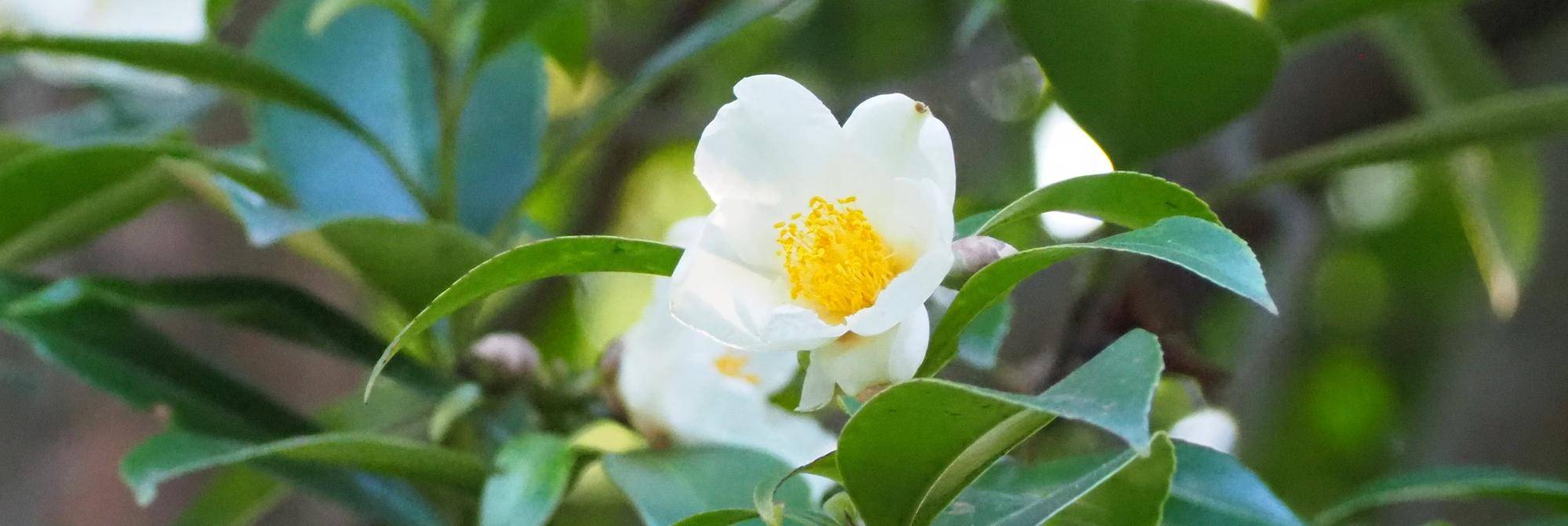 タイワンツバキがたくさん花を咲かせていますの写真