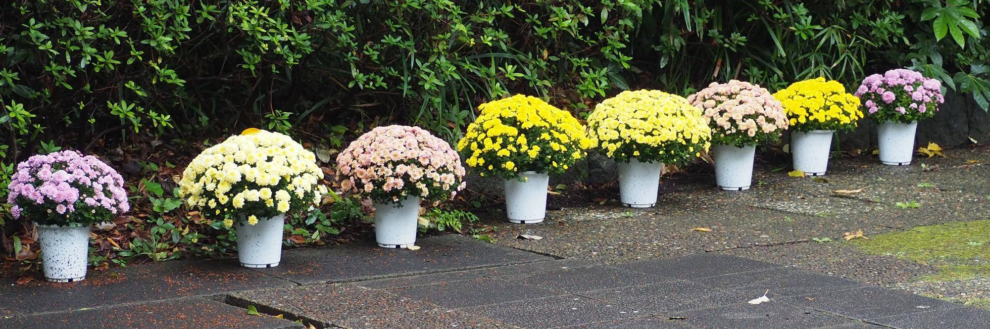 菊花展を開催中の写真