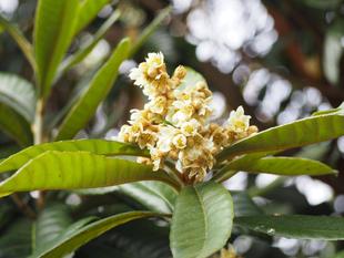 ビワがたくさん花を咲かせています