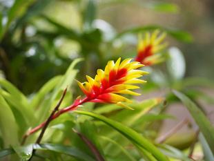 インコアナナスが開花しそうです