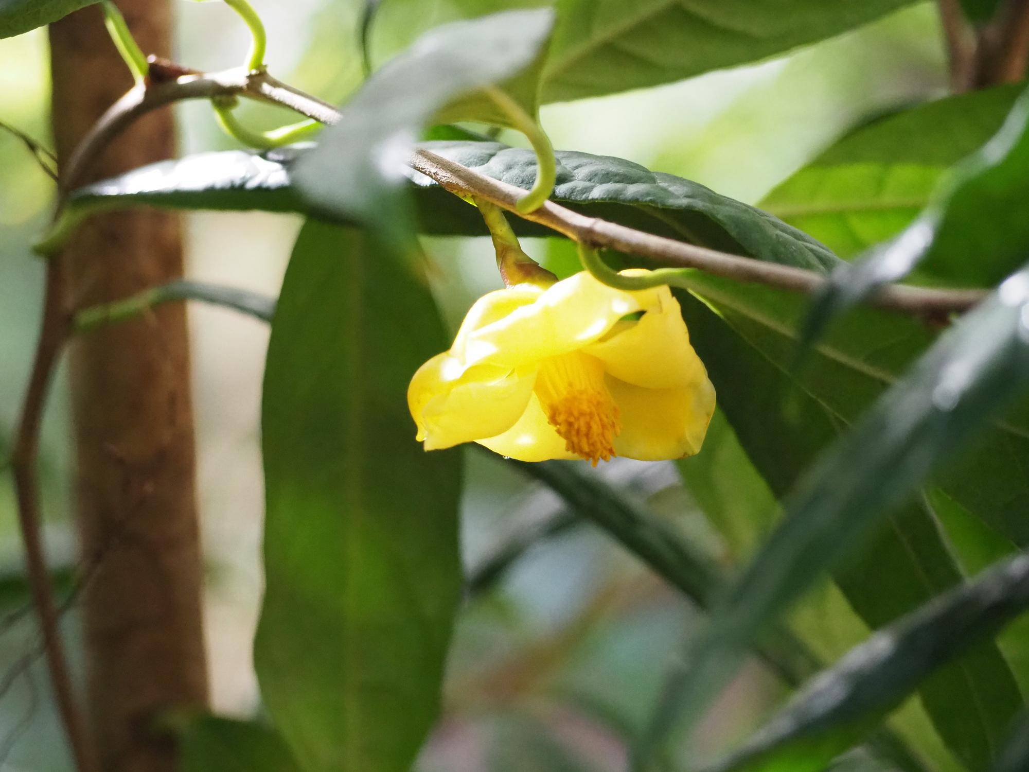 キンカチャが開花しましたの写真