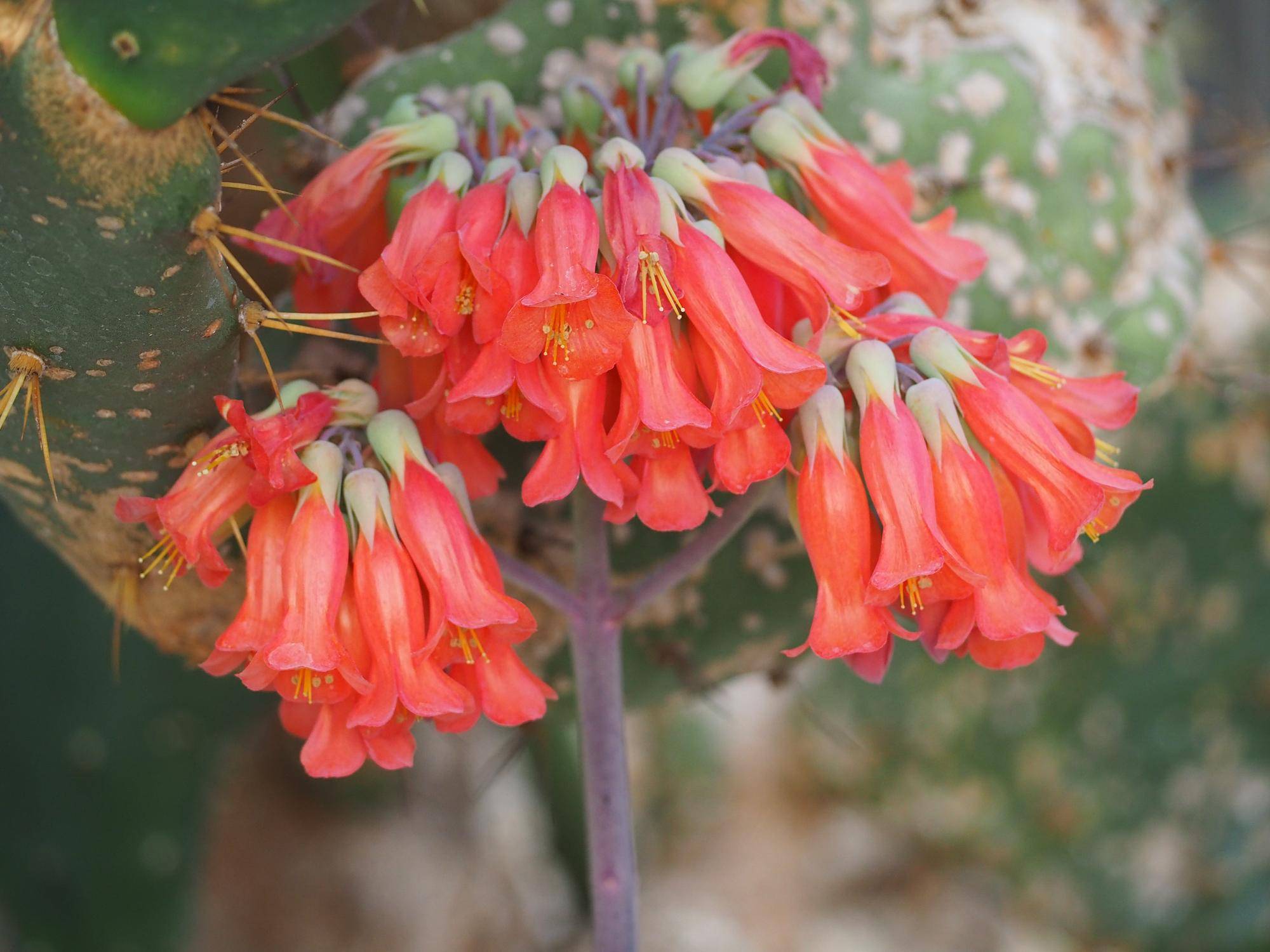 キンチョウの花が開花していますの写真
