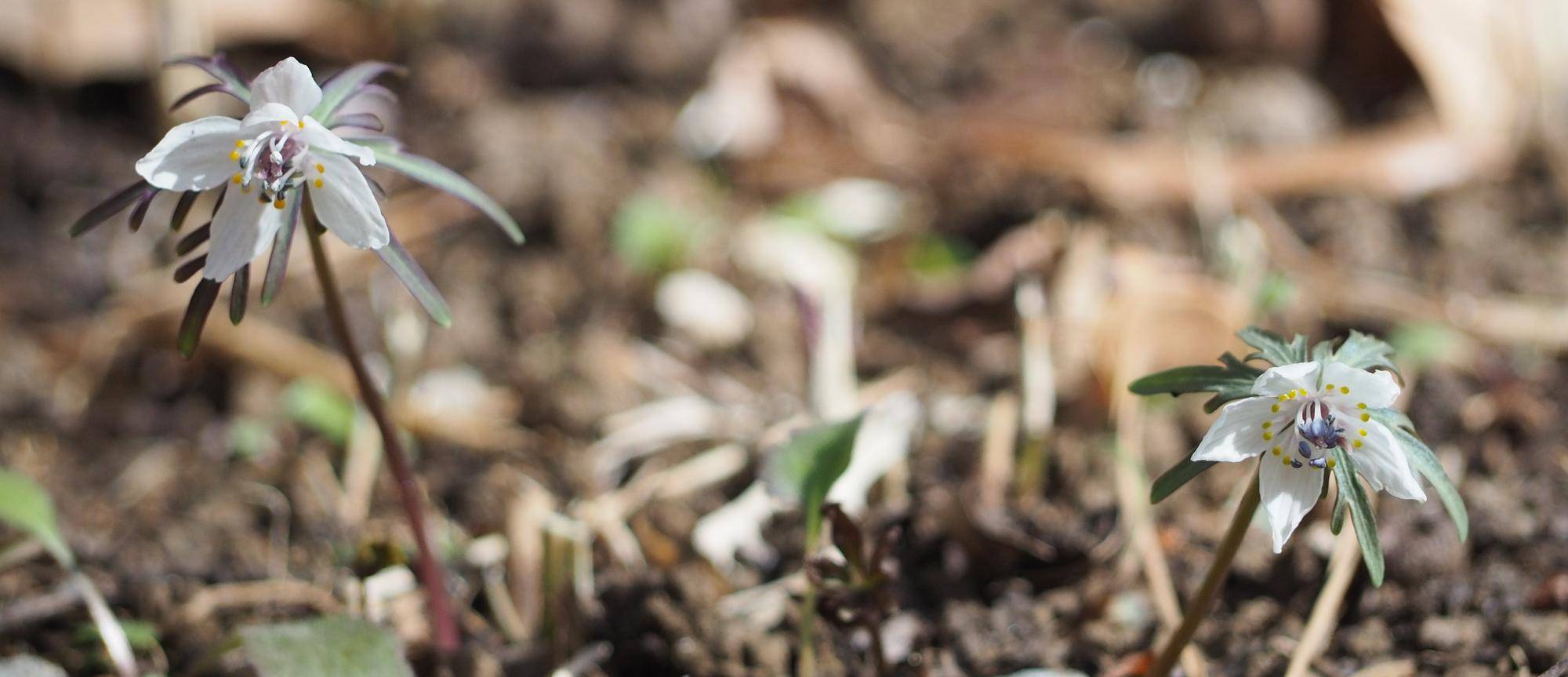 セツブンソウが咲きましたの写真