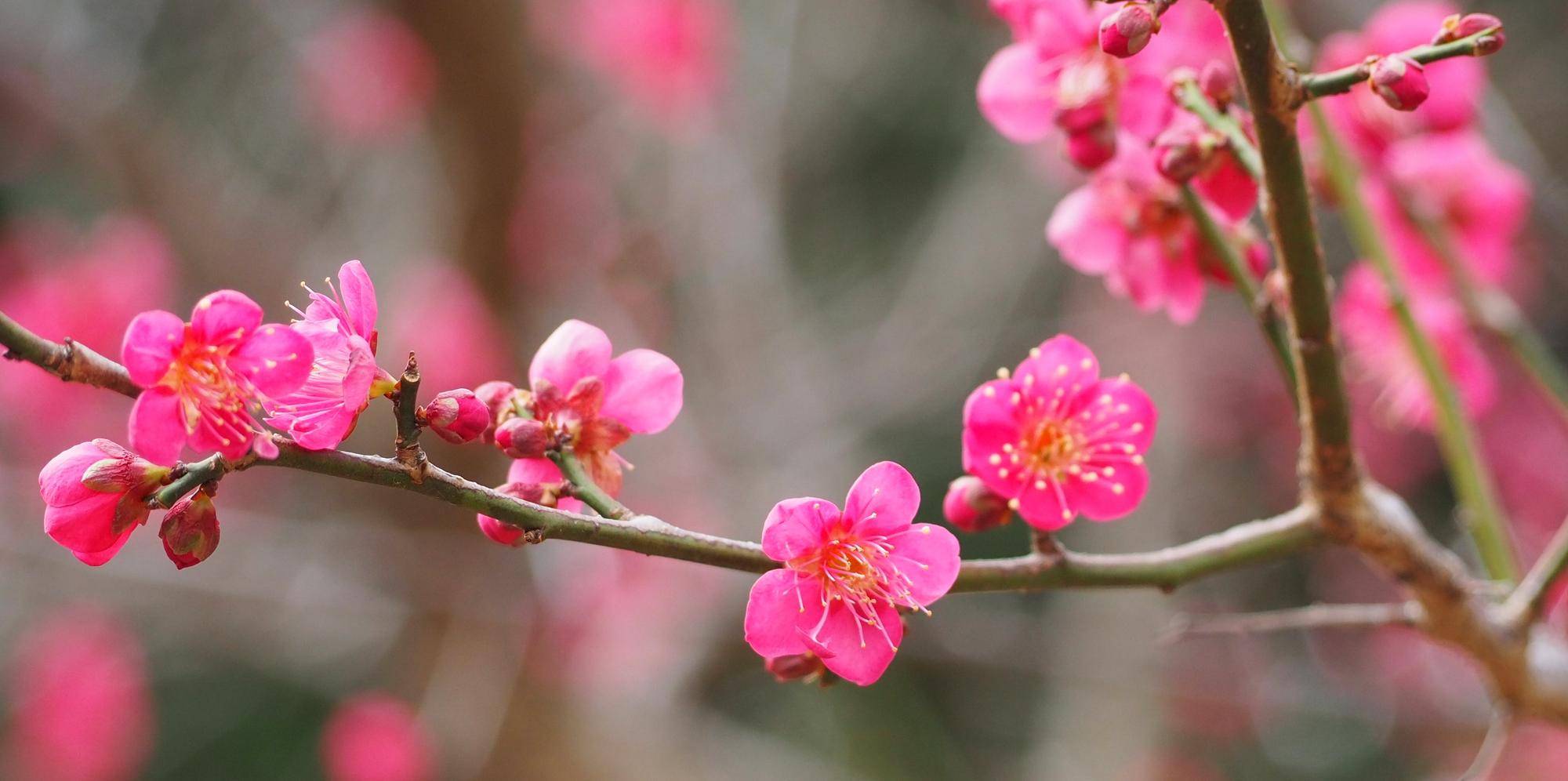園内のウメの花が咲きそろい始めていますの写真