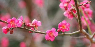 園内のウメの花が咲きそろい始めています