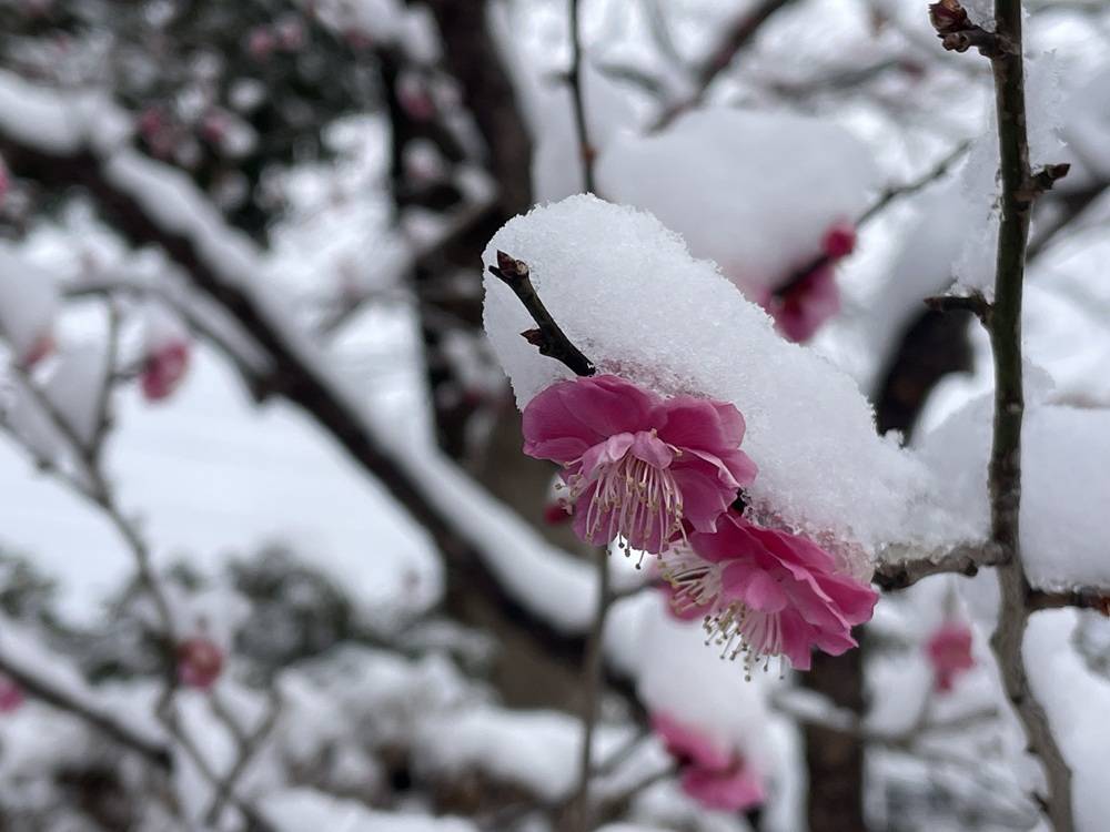 2026.02.08 こども植物園の写真