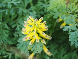 キケマンの花が咲きだしています