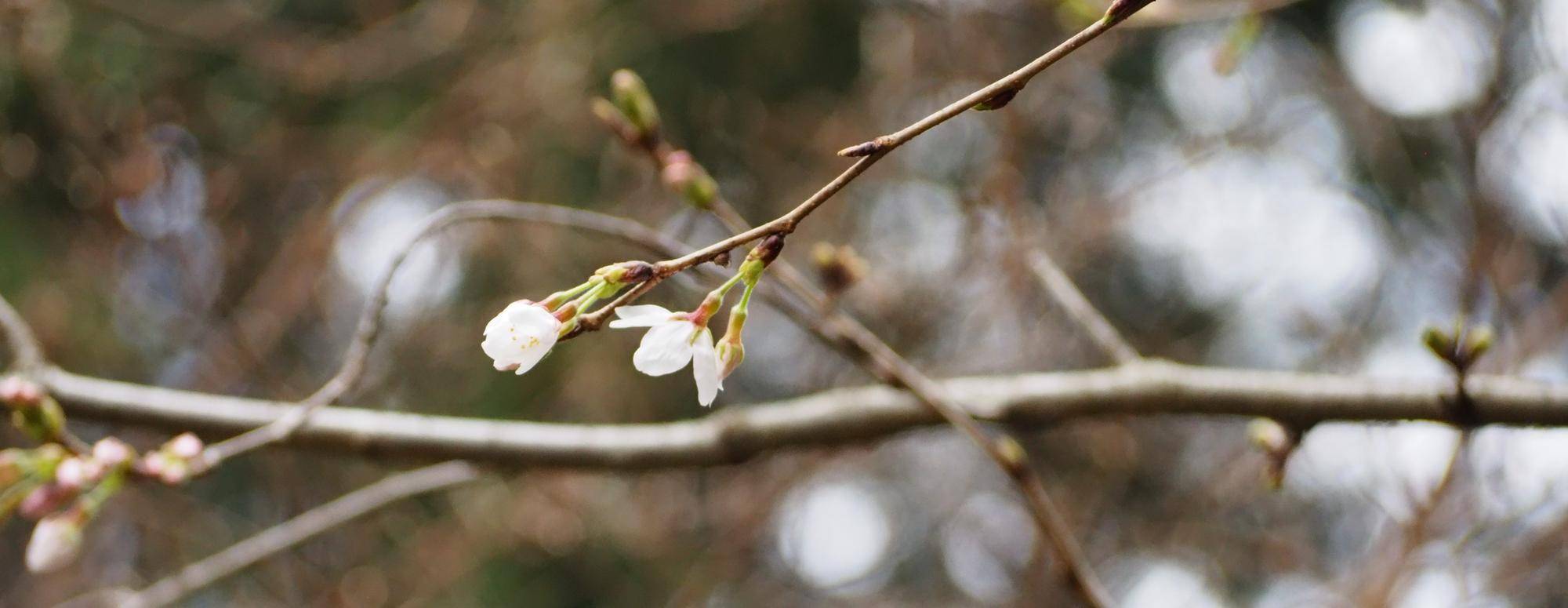 こども植物園2026年桜開花情報2026.3.19の写真