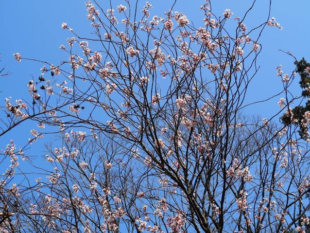 2026.3.29マメザクラ.jpg