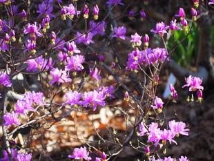 キヨスミミツバツツジが満開です