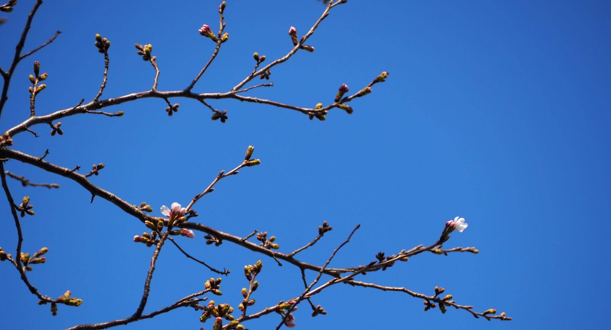 ソメイヨシノ開花しました2026年3月21日の写真
