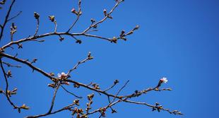 ソメイヨシノ開花しました2026年3月21日