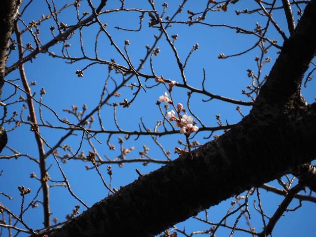 2026.3.21ソメイヨシノ開花2.jpg