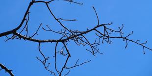 ヤマザクラが開花しました(2026年）