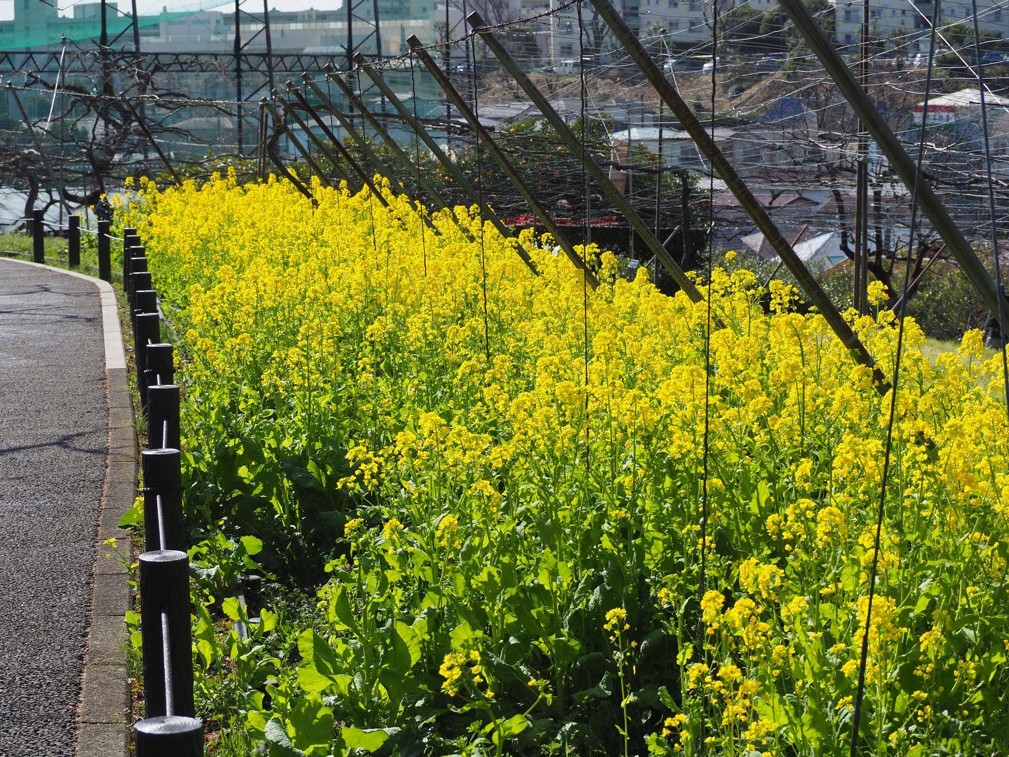 令和８年度　大人の講座　ガーデニング教室の写真
