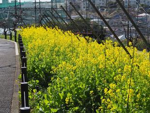 令和８年度　大人の講座　ガーデニング教室