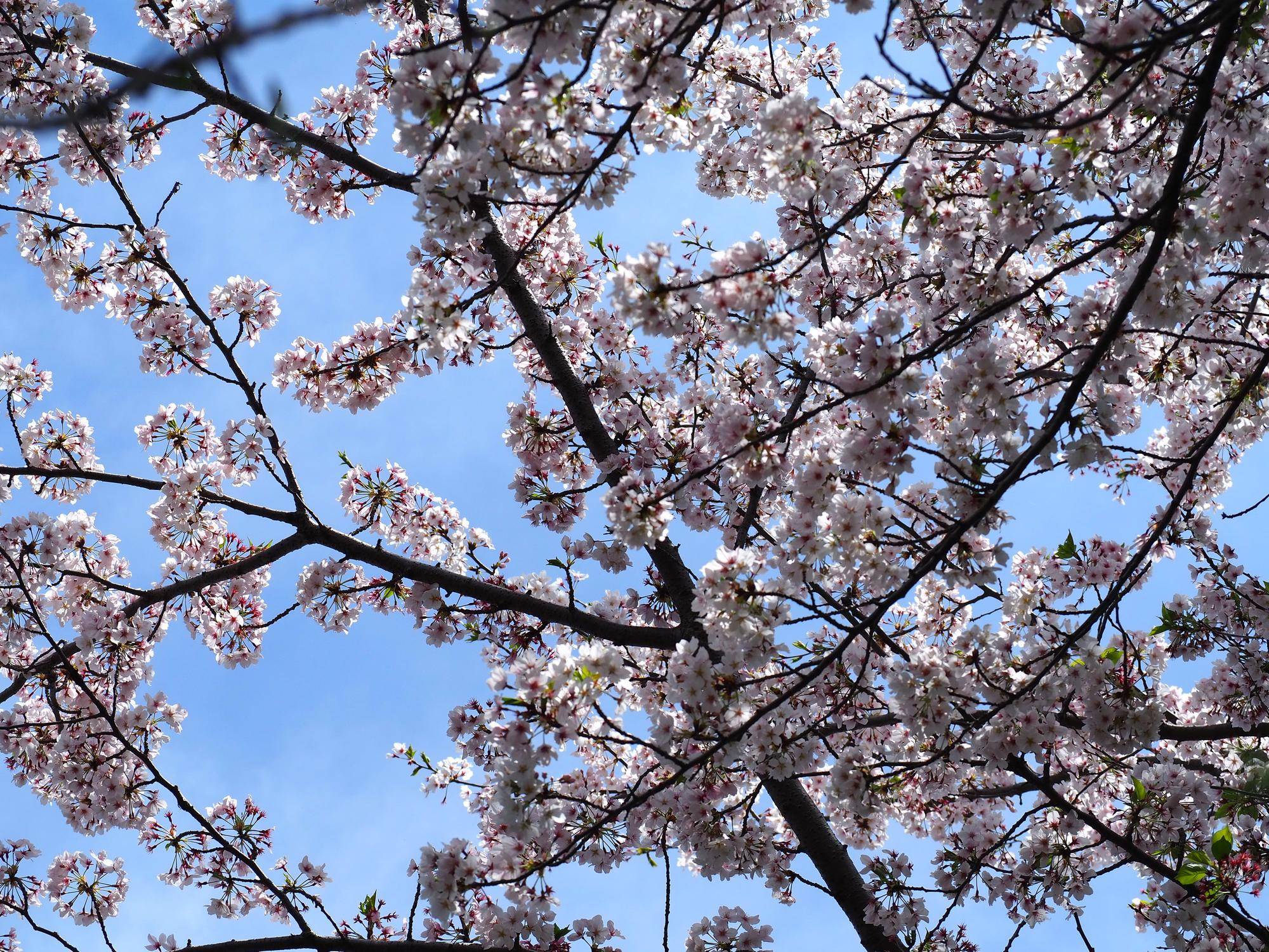 ソメイヨシノ満開です　2026年4月６日の写真