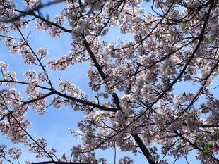 ソメイヨシノ満開です　2026年4月６日