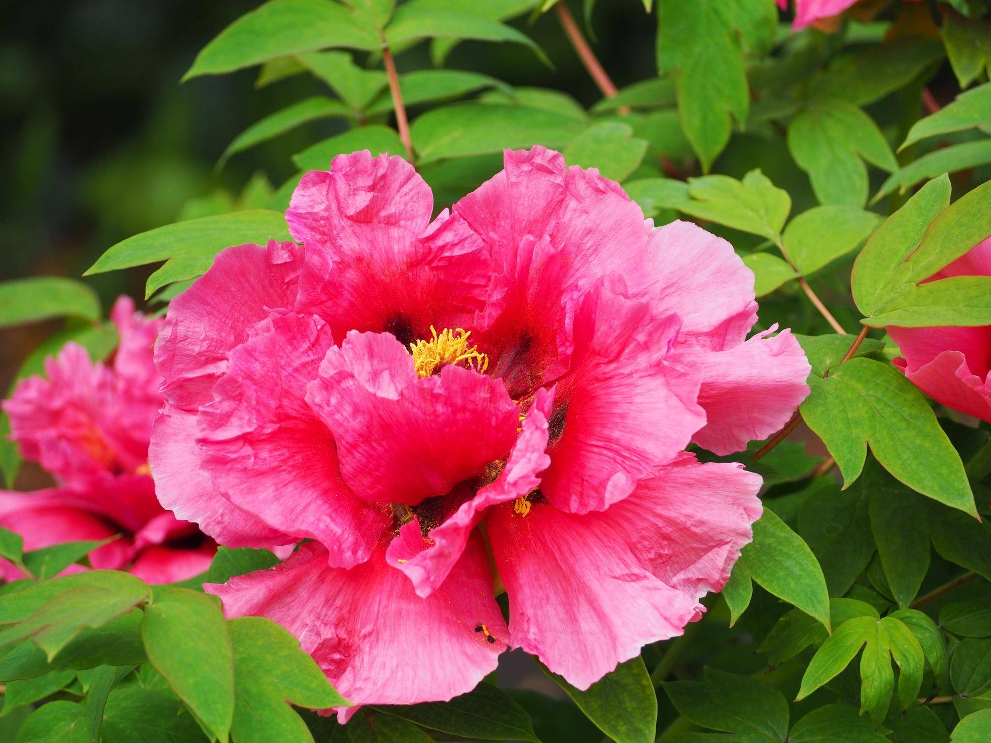 牡丹（ボタン）が咲き始めましたの写真