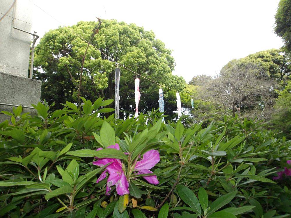 端午の節句の写真